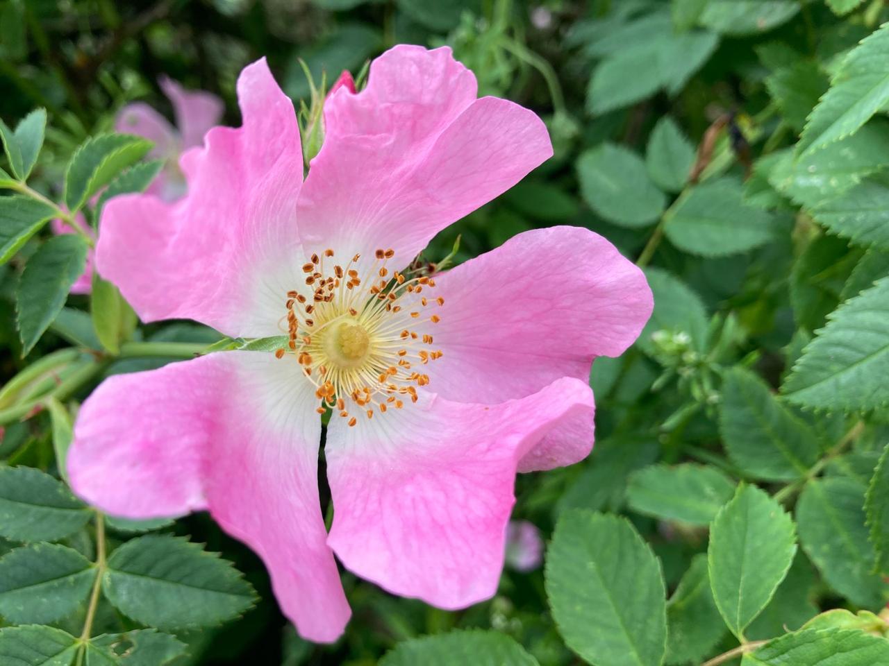 A single pink dog rose