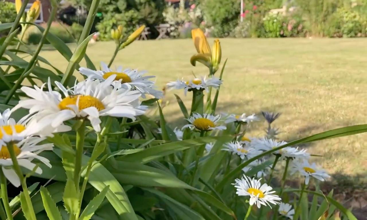 Shasta daisies at the edge of a lawn