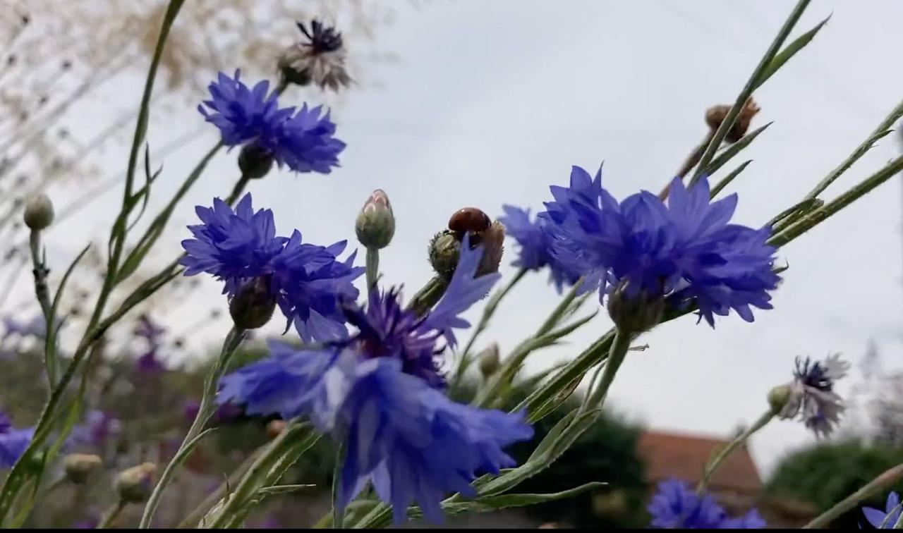 Blue cornflowers with a bee at work