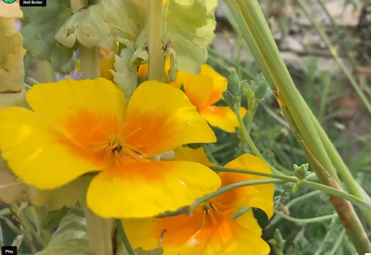 Yellow and orange California poppies