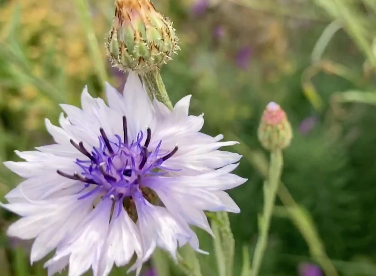 A white cornflower with a purple centre