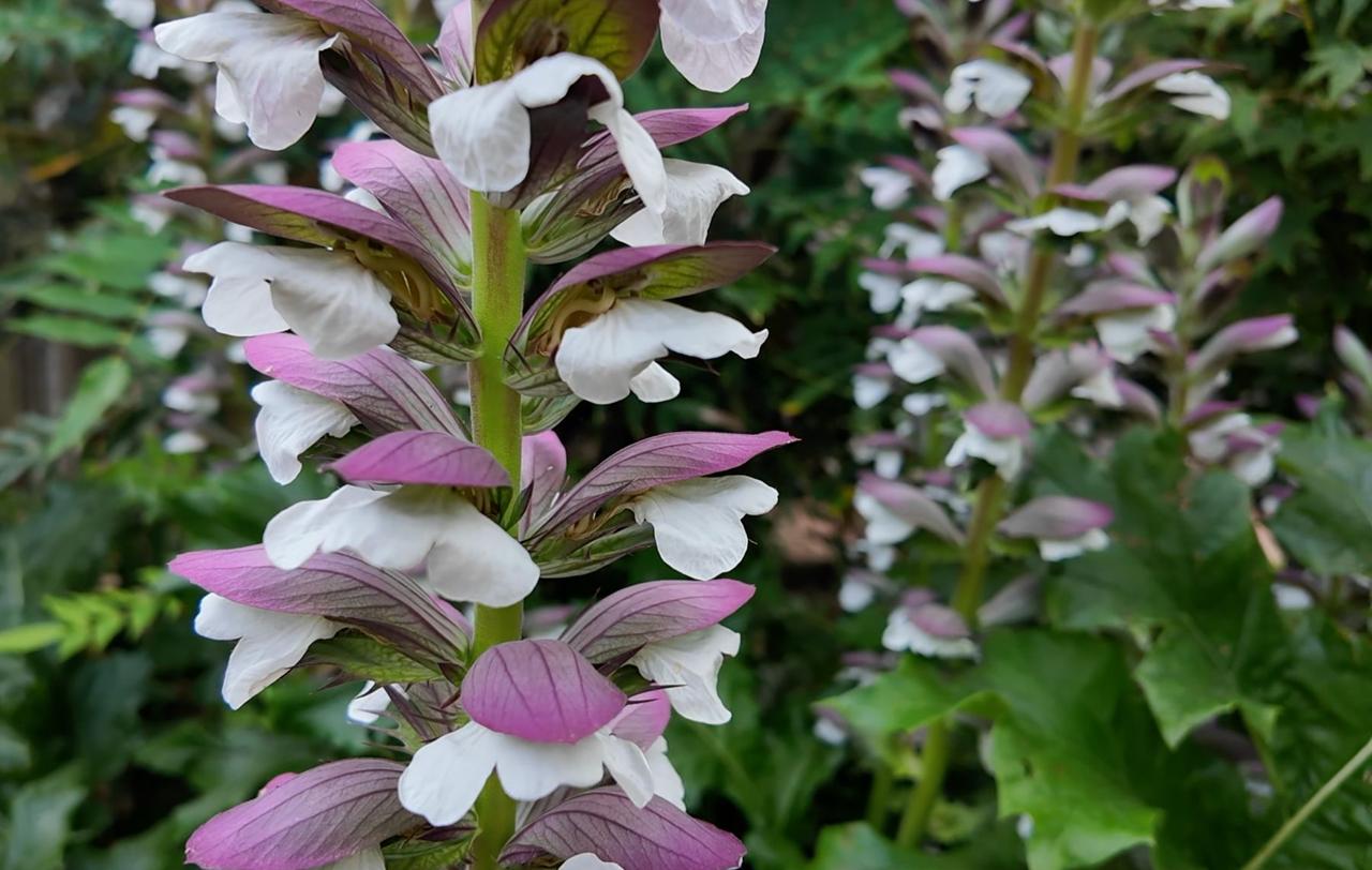 White and purple acanthus flower spikes