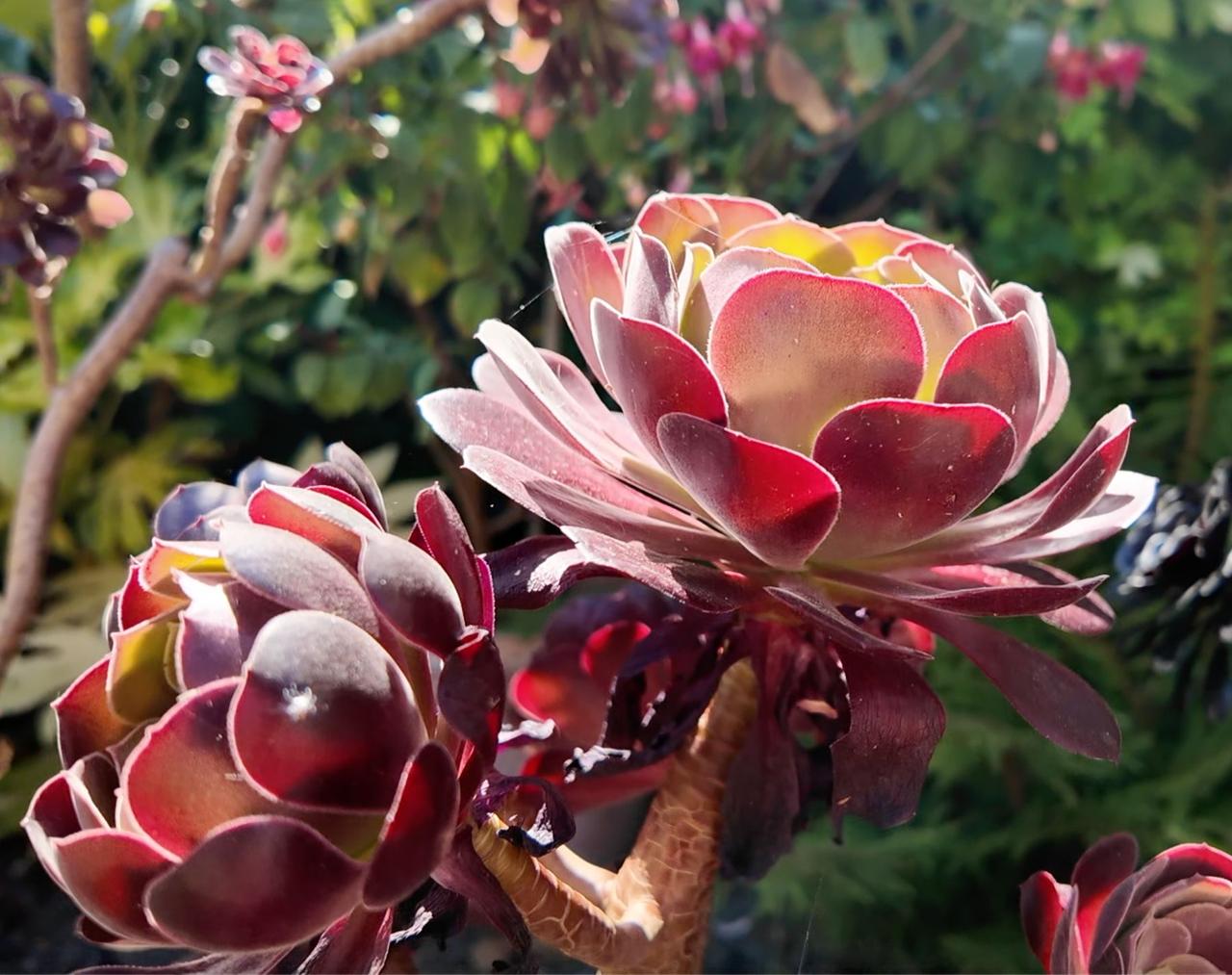 Deep red aeonium succulent rosettes catching the light