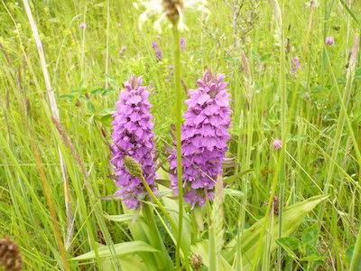 Pyramidal orchid