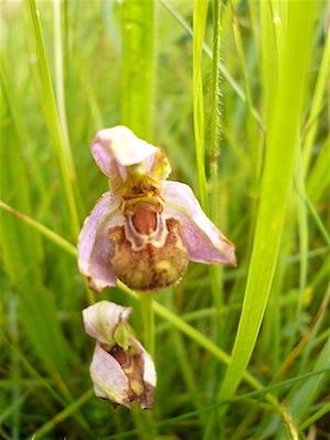 Bee orchid