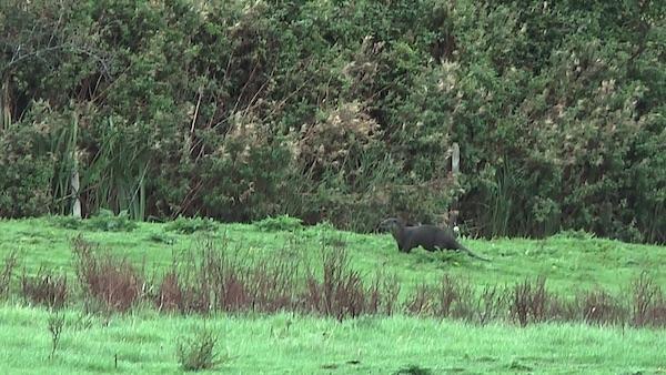 Otter in Holme-next-the-Sea