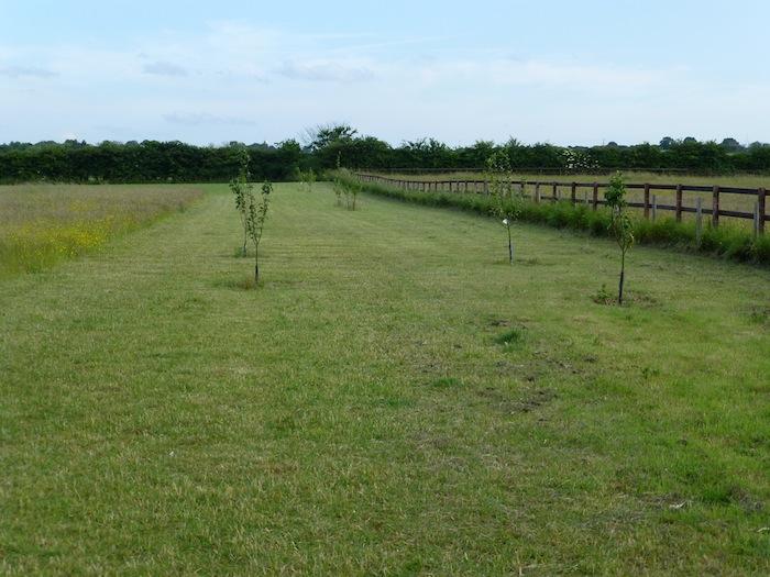 The new orchard