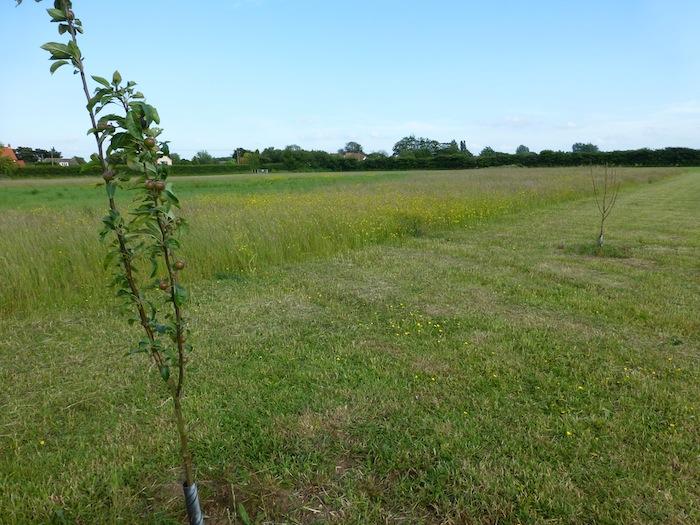 One of the new fruit trees