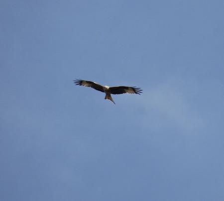 Red Kite