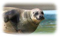 Sally, a resident seal at the Seal Sanctuary