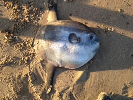Sunfish washed up on the beach at Holme-next-the-Sea