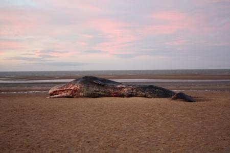 Sperm whale washed up