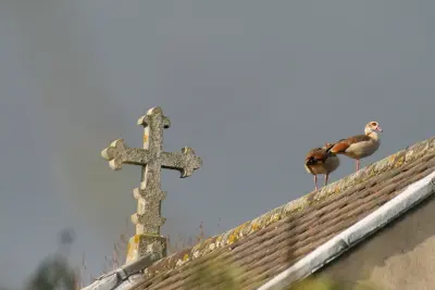 Egyptian Geese on the Roof of St. Mary's Church