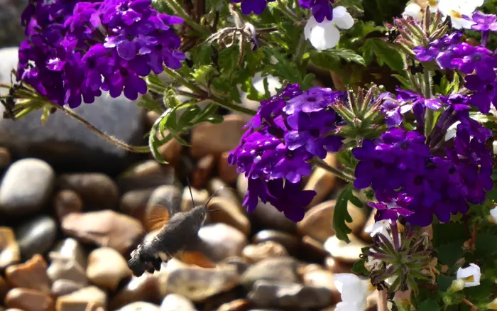 Hummingbird Hawk Moth
