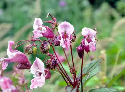 Himalayan Balsam