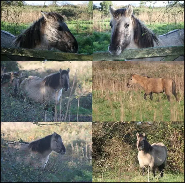 Konik Ponies