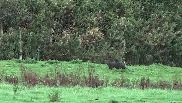 Otter Seen from a NWT Hide on the Holme Marsh