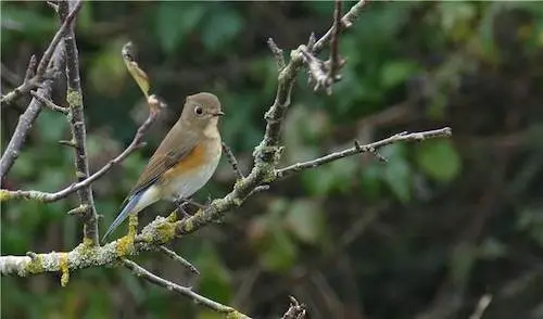Scarce Avian Visitor to the Village