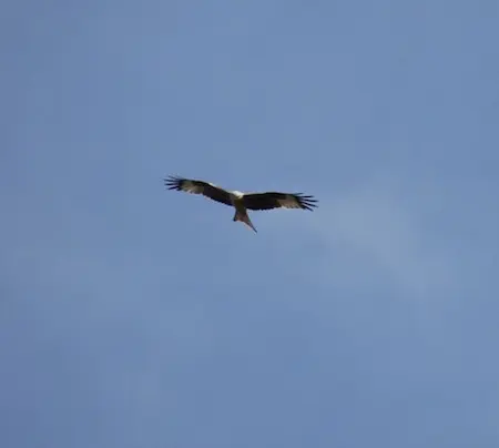 Red Kite
