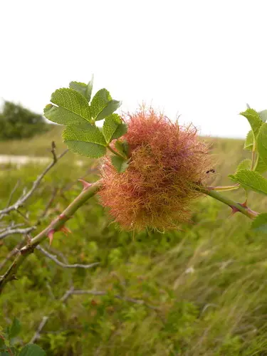 Robin's Pincushion