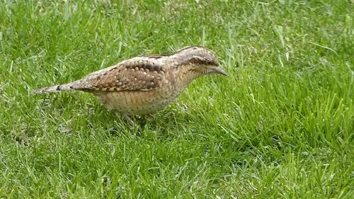 An Old World Woodpecker in the Village