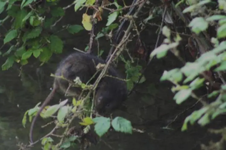 Water Vole