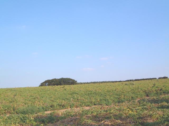 Baney's Piece from Chalkpit Lane