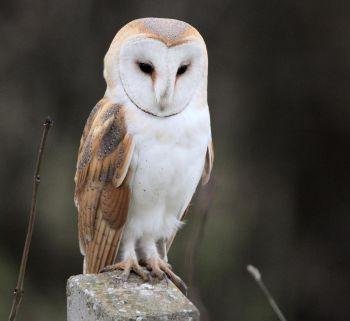 Barn Owl