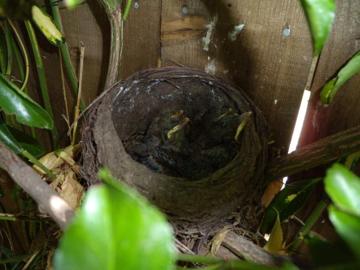 Four Blackbird chicks in the nest