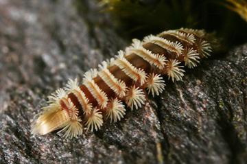 Bristly Millipede