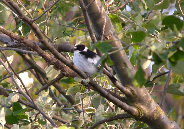 A mega - Collared Flycatcher at Holme-next-the-Sea 8th May, 2011
