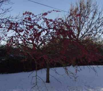 Crabapple tree in snow
