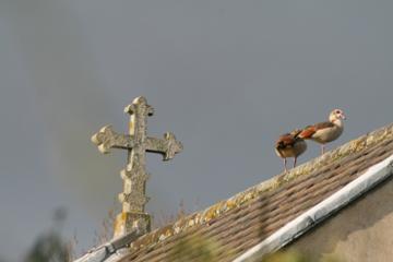 Egyptian Geese on church roof