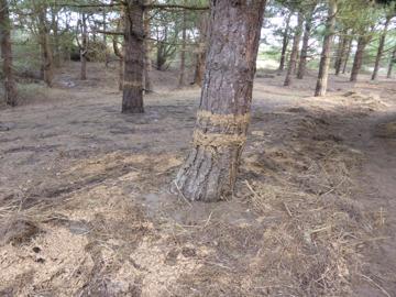 Water level marks on pine trunks