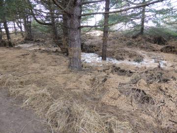 Flooded pine area