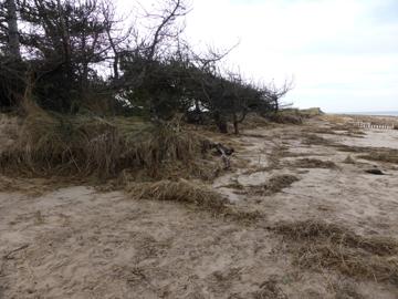 Beach near The Firs