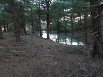 Temporary lake beneath fir trees