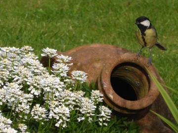 Great Tits nesting in a HntS garden