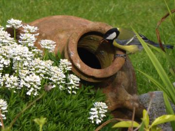 Great Tits nesting in a HntS garden