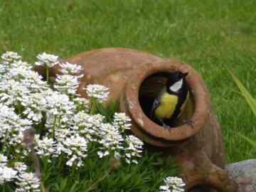 Great Tits nesting in a HntS garden