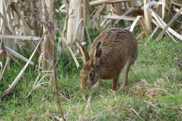 Brown Hare swimming