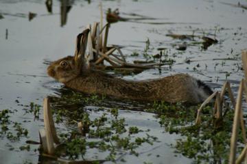 Brown Hare swimming
