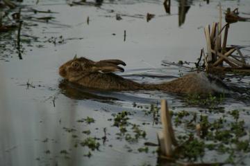 Brown Hare swimming