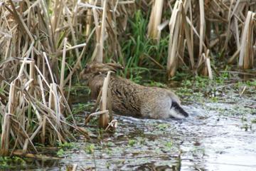 Brown Hare swimming