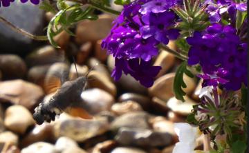 Hummingbird Hawk Moth