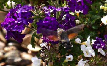 Hummingbird Hawk Moth