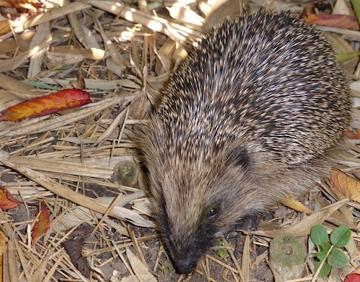 Hedgehog in Westgate garden
