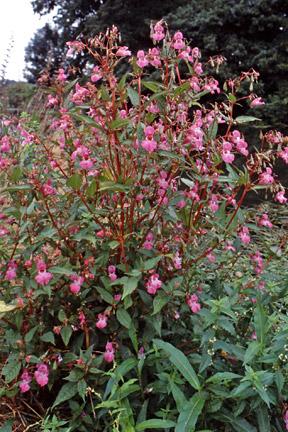 Himalayan Balsam plant