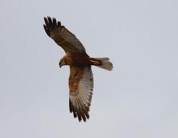 Marsh Harrier