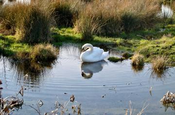 Female Mute Swan near Holme-next-the-Sea beach